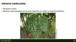 54
• Ramularia areola;
• Manchas esbranquiçadas, de formato anguloso em ambas as superfícies foliares.
MANCHA RAMULÁRIA
Fonte:
EMBRAPA,
2021.
 