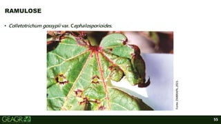55
• Colletotrichum gossypii var. Cephalosporioides.
RAMULOSE
Fonte:
EMBRAPA,
2021.
 