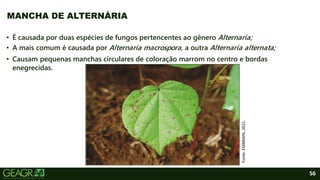 56
• É causada por duas espécies de fungos pertencentes ao gênero Alternaria;
• A mais comum é causada por Alternaria macrospora, a outra Alternaria alternata;
• Causam pequenas manchas circulares de coloração marrom no centro e bordas
enegrecidas.
MANCHA DE ALTERNÁRIA
Fonte:
EMBRAPA,
2021.
 