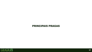 57
PRINCIPAIS PRAGAS
 
