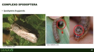 59
• Spodoptera frugiperda.
COMPLEXO SPODOPTERA
Fonte: EMBRAPA, 2021.
Fonte: EMBRAPA, 2021.
 
