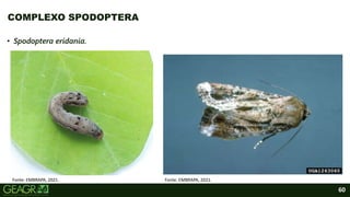 60
• Spodoptera eridania.
COMPLEXO SPODOPTERA
Fonte: EMBRAPA, 2021. Fonte: EMBRAPA, 2021.
 