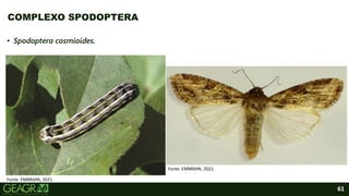 61
• Spodoptera cosmioides.
COMPLEXO SPODOPTERA
Fonte: EMBRAPA, 2021.
Fonte: EMBRAPA, 2021.
 