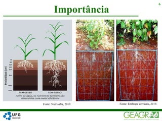 Importância
6
Fonte: Nutrisafra, 2019. Fonte: Embrapa cerrados, 2019.
 