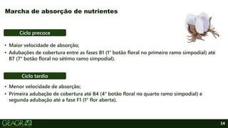 14
• Maior velocidade de absorção;
• Adubações de cobertura entre as fases B1 (1° botão floral no primeiro ramo simpodial) até
B7 (7° botão floral no sétimo ramo simpodial).
Marcha de absorção de nutrientes
• Menor velocidade de absorção;
• Primeira adubação de cobertura até B4 (4° botão floral no quarto ramo simpodial) e
segunda adubação até a fase F1 (1° flor aberta).
Ciclo precoce
Ciclo tardio
 
