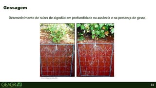 31
Desenvolvimento de raízes de algodão em profundidade na ausência e na presença de gesso
Gessagem
Fonte: Embrapa Cerrados, 2021.
 