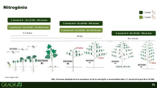 75
Nitrogênio
27 a 38 dias
60 dias
90 a 120 dias
1° parcela de N – 20 a 25 DAE – 30% da dose
2° parcela de N – 50 a 60 DAE – 50% da dose
3° parcela de N – 80 a 90 DAE – 20% da dose
1° parcela de N – 20 a 25 DAE – 35 a 40% da dose
2° parcela de N – 50 a 60 DAE – 60 a 65% da dose
2° SAFRA
1° SAFRA
OBS.: Se houver adubação de N na semeadura, de 20 ou mais kg/ha, é recomendável adiar a 1° parcela de N para 30 ou 35 DAE.
Fonte: Geagra, 2021.
 