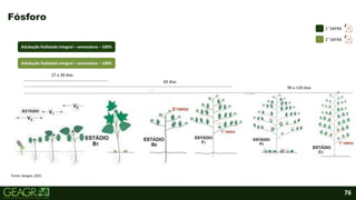 76
Fósforo
27 a 38 dias
60 dias
90 a 120 dias
2° SAFRA
1° SAFRA
Adubação fosfatada integral – semeadura – 100%
Adubação fosfatada integral – semeadura – 100%
Fonte: Geagra, 2021.
 