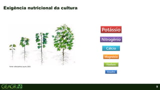 9
Exigência nutricional da cultura
Fonte: edisciplinas.usp.br, 2021.
Potássio
Nitrogênio
Cálcio
Magnésio
Enxofre
Fósforo
 