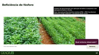 12
Deficiência de fósforo
Fonte: Solum laboratório, 2022.
Canteiro de demonstração com aplicação de fósforo à esquerda e sem
aplicação de fósforo à direita.
Foto: International Plant Nutrition Institute (IPNI) – IPNI Crop Nutrient
Deficiency Image Collection, Luiz Antonia Zanao Junior.
Qual sintoma observado?
Nanismo.
 