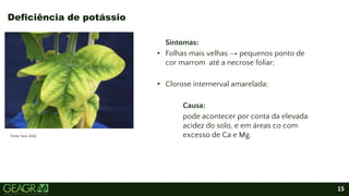 15
Fonte: Yara, 2022.
Sintomas:
• Folhas mais velhas → pequenos ponto de
cor marrom até a necrose foliar;
• Clorose internerval amarelada;
Causa:
pode acontecer por conta da elevada
acidez do solo, e em áreas co com
excesso de Ca e Mg.
Deficiência de potássio
 