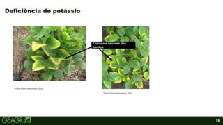 16
Fonte: Solum laboratório, 2022.
Fonte: Solum laboratório, 2022.
Deficiência de potássio
Clorose e necrose dos
bordos
 