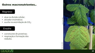 19
Magnésio
• atua na divisão celular;
• ativador enzimático;
• auxilia na assimilação de CO2;
• constituinte de proteínas;
• respiração e formação dos
nódulos.
Outros macronutrientes..
Magnésio
Magnésio
Enxofre
Fonte:
Yara,
2022.
Fonte:
Yara,
2022.
Fonte:
Yara,
2022.
 