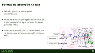 26
Formas de absorção na raiz
Fonte:
Unesp,2022.
• Difusão: passa de maior menor
concentração;
• Fluxo de massa: é carregado de um local de
maior potencial de água para um de menor
próximo a raiz;
• Interceptação radicular: o sistema radicular
se desenvolve até encontrar o elemento no
solo.
 