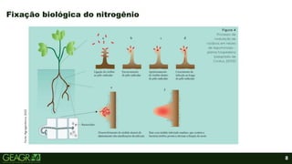 8
Fixação biológica do nitrogênio
Fonte:
Agrogenétivca,
2022.
 