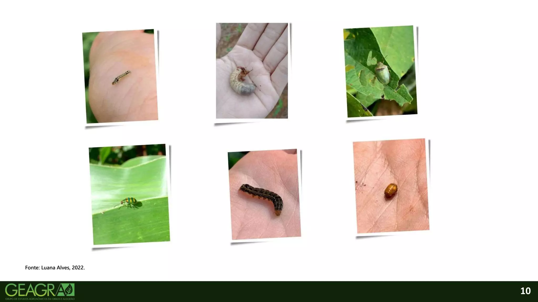 10
Fonte: Luana Alves, 2022.
 