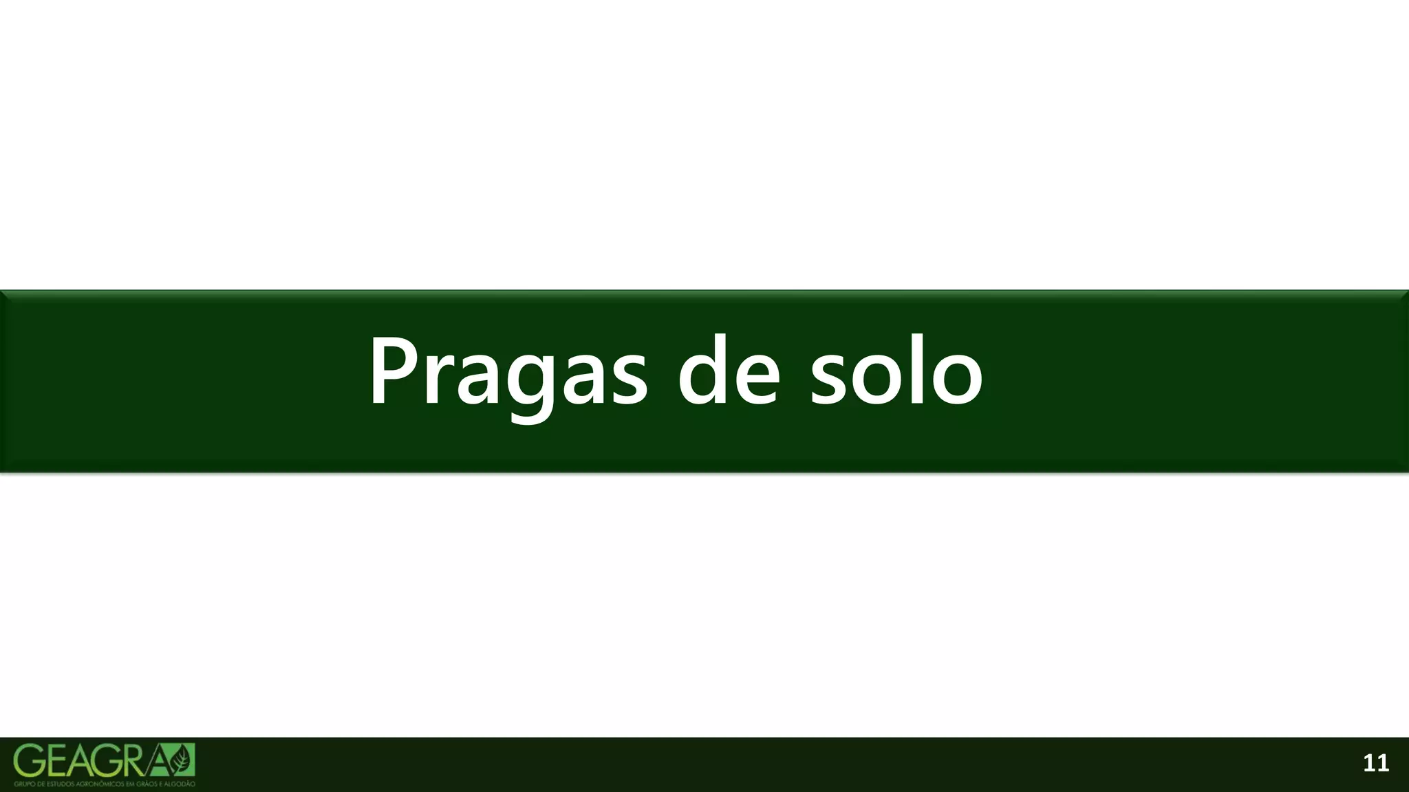 11
Pragas de solo
 