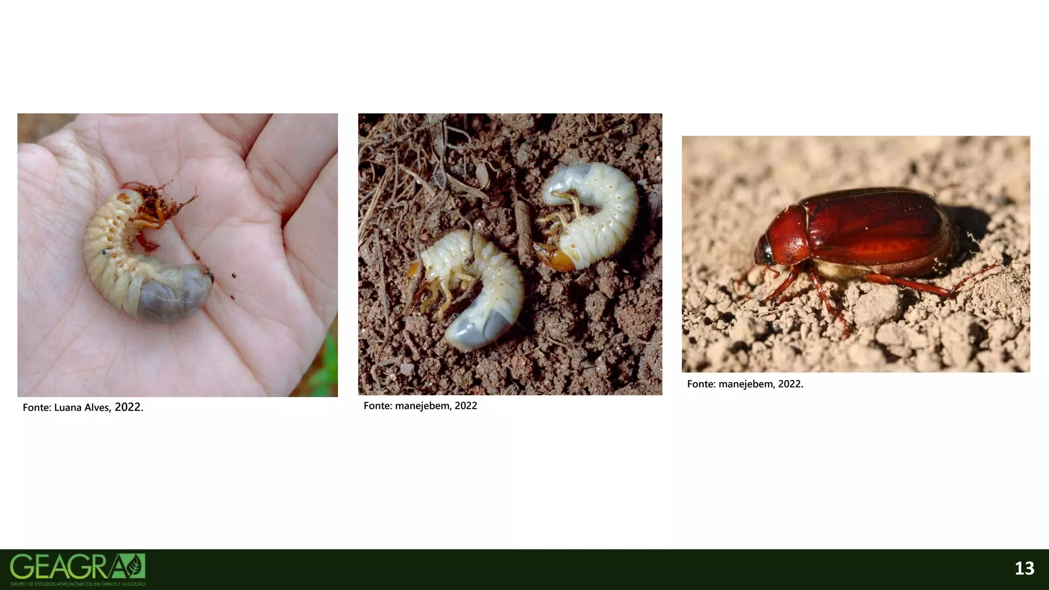 13
Fonte: Luana Alves, 2022.
Fonte: manejebem, 2022.
Fonte: manejebem, 2022
 