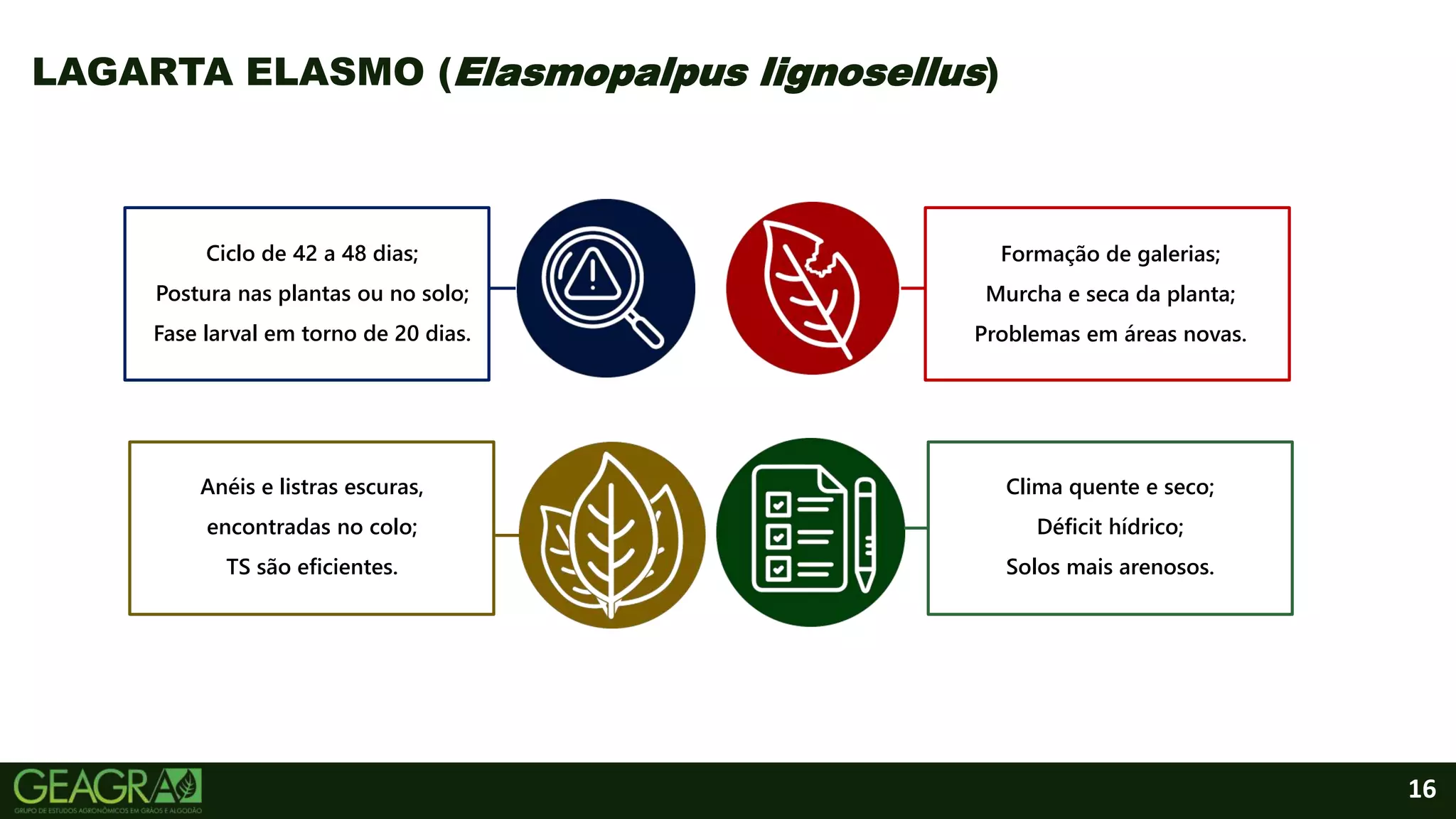 16
LAGARTA ELASMO (Elasmopalpus lignosellus)
Ciclo de 42 a 48 dias;
Postura nas plantas ou no solo;
Fase larval em torno de 20 dias.
Formação de galerias;
Murcha e seca da planta;
Problemas em áreas novas.
Anéis e listras escuras,
encontradas no colo;
TS são eficientes.
Clima quente e seco;
Déficit hídrico;
Solos mais arenosos.
 