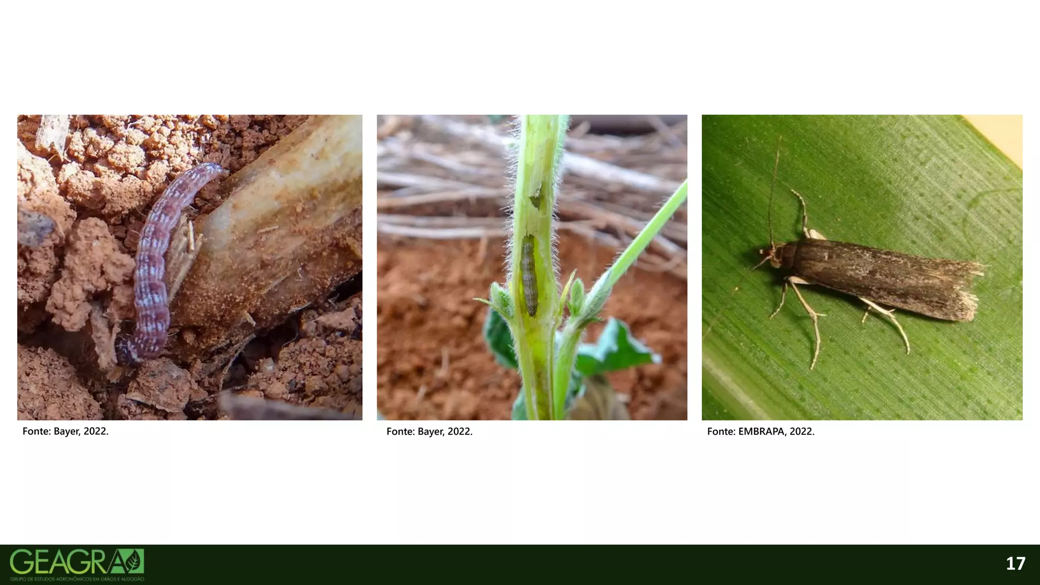 17
Fonte: EMBRAPA, 2022.
Fonte: Bayer, 2022.
Fonte: Bayer, 2022.
 
