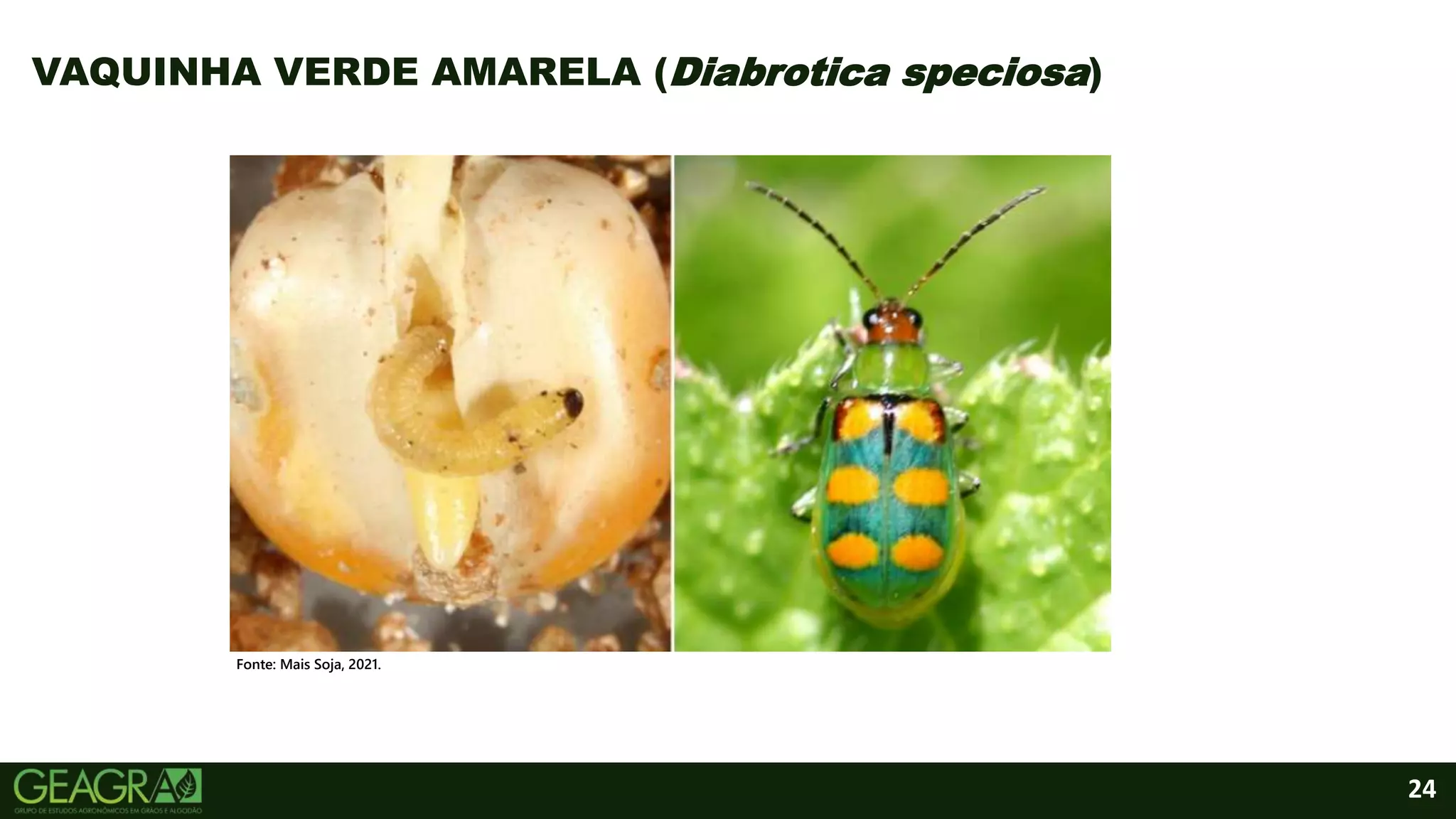 24
VAQUINHA VERDE AMARELA (Diabrotica speciosa)
Fonte: Mais Soja, 2021.
 