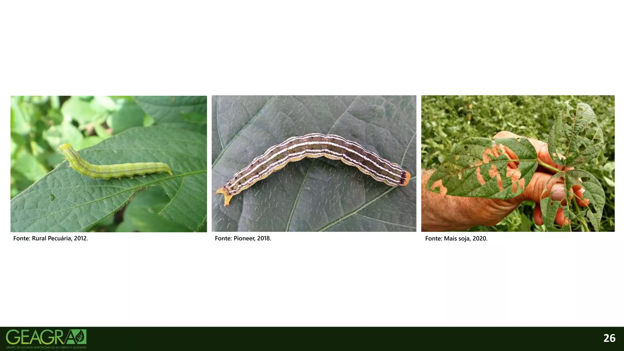 26
Fonte: Rural Pecuária, 2012. Fonte: Pioneer, 2018. Fonte: Mais soja, 2020.
 