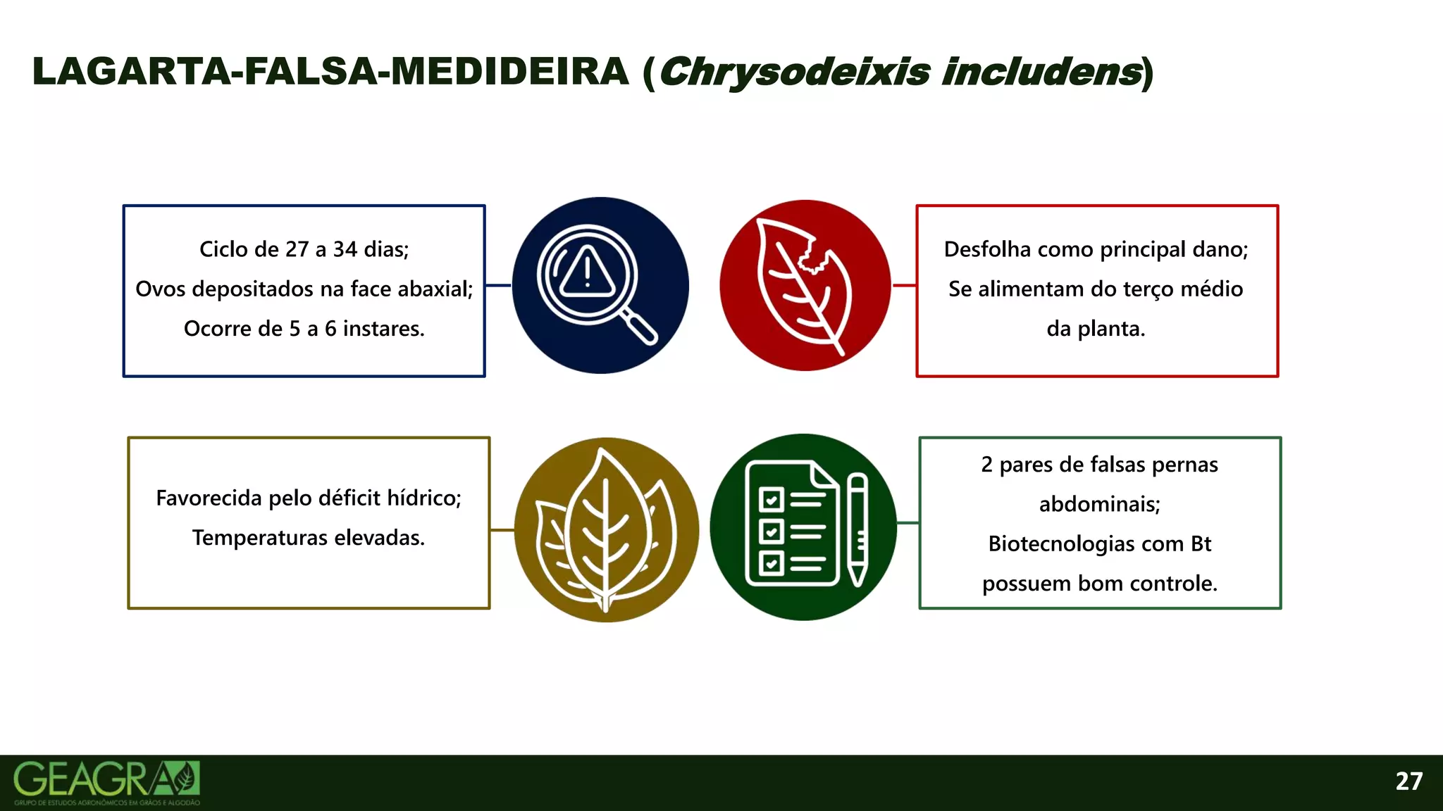 27
LAGARTA-FALSA-MEDIDEIRA (Chrysodeixis includens)
Ciclo de 27 a 34 dias;
Ovos depositados na face abaxial;
Ocorre de 5 a 6 instares.
Favorecida pelo déficit hídrico;
Temperaturas elevadas.
2 pares de falsas pernas
abdominais;
Biotecnologias com Bt
possuem bom controle.
Desfolha como principal dano;
Se alimentam do terço médio
da planta.
 