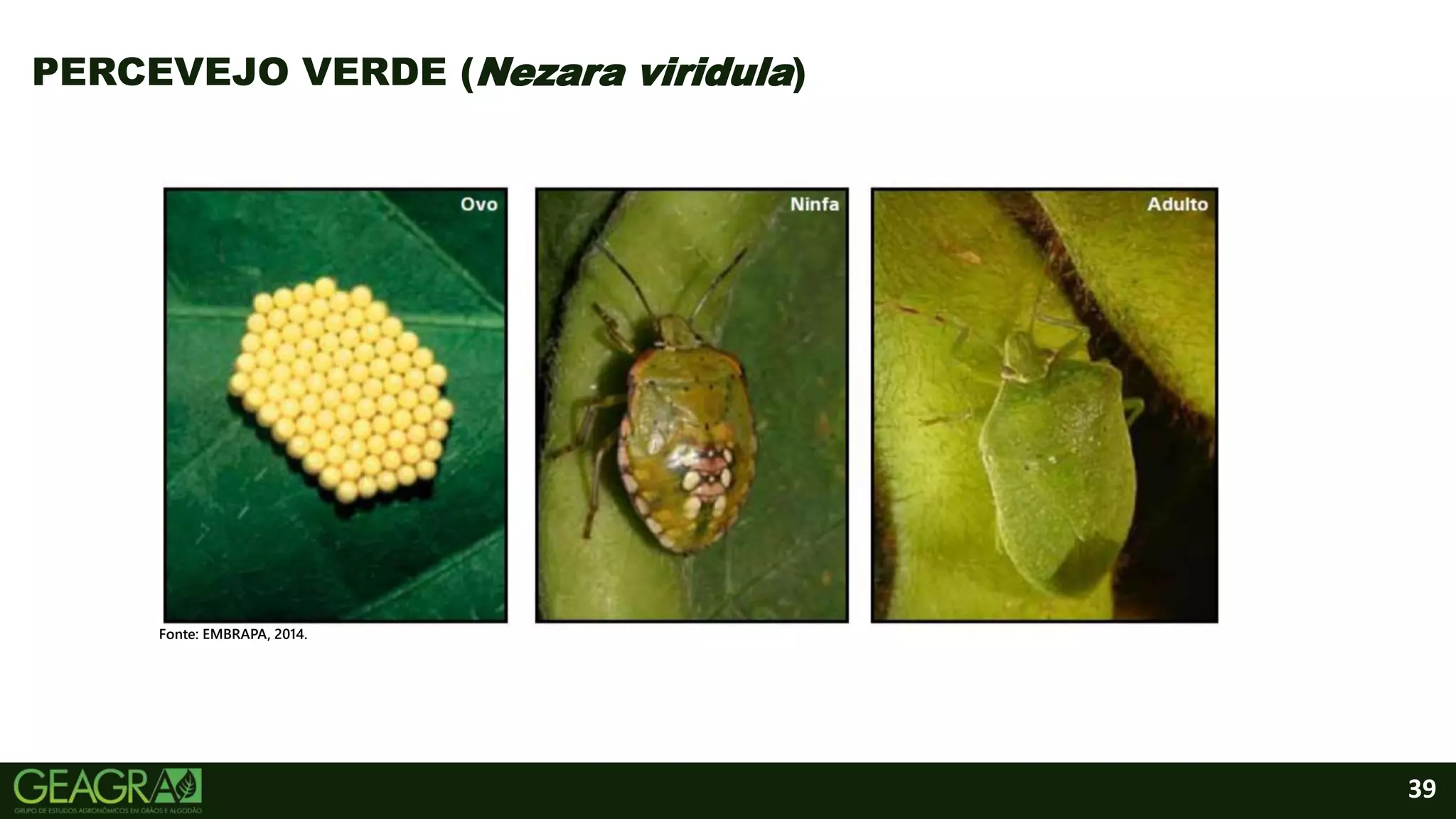 39
PERCEVEJO VERDE (Nezara viridula)
Fonte: EMBRAPA, 2014.
 