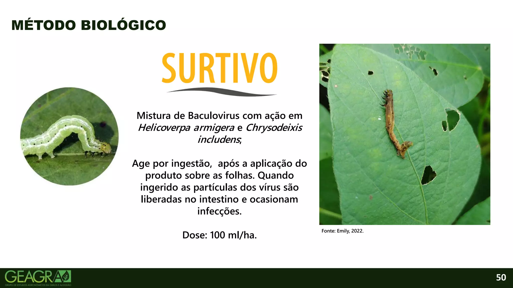 50
MÉTODO BIOLÓGICO
Mistura de Baculovirus com ação em
Helicoverpa armigera e Chrysodeixis
includens;
Age por ingestão, após a aplicação do
produto sobre as folhas. Quando
ingerido as partículas dos vírus são
liberadas no intestino e ocasionam
infecções.
Dose: 100 ml/ha.
Fonte: Emily, 2022.
 