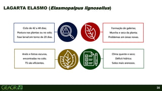 16
LAGARTA ELASMO (Elasmopalpus lignosellus)
Ciclo de 42 a 48 dias;
Postura nas plantas ou no solo;
Fase larval em torno de 20 dias.
Formação de galerias;
Murcha e seca da planta;
Problemas em áreas novas.
Anéis e listras escuras,
encontradas no colo;
TS são eficientes.
Clima quente e seco;
Déficit hídrico;
Solos mais arenosos.
 
