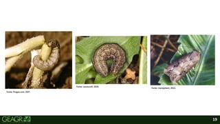 19
Fonte: Pragas.com, 2021.
Fonte: manejebem, 2022.
Fonte: Lavoura10, 2020.
 