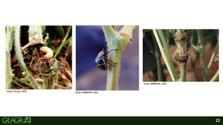 22
Fonte: EMBRAPA, 2022.
Fonte: Pioneer, 2018.
Fonte: EMBRAPA, 2022.
 