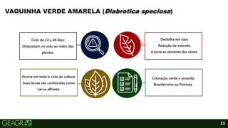 23
VAQUINHA VERDE AMARELA (Diabrotica speciosa)
Ciclo de 24 a 40 dias;
Ovipositam no solo ao redor das
plantas.
Ocorre em todo o ciclo da cultura;
Suas larvas são conhecidas como
Larva-alfinete.
Coloração verde e amarela;
Brasileirinho ou Patriota.
Desfolha em soja;
Redução de estande;
A larva se alimenta das raízes.
 
