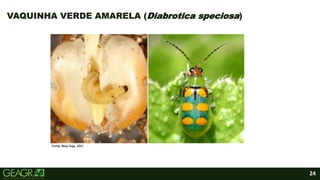 24
VAQUINHA VERDE AMARELA (Diabrotica speciosa)
Fonte: Mais Soja, 2021.
 