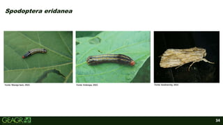 34
Spodoptera eridanea
Fonte: Maneja bem, 2022. Fonte: Embrapa, 2022. Fonte: biodiversity, 2022.
 