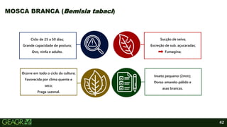 42
MOSCA BRANCA (Bemisia tabaci)
Ciclo de 25 a 50 dias;
Grande capacidade de postura;
Ovo, ninfa e adulto.
Ocorre em todo o ciclo da cultura;
Favorecida por clima quente e
seco;
Praga sazonal.
Inseto pequeno (2mm);
Dorso amarelo-pálido e
asas brancas.
Sucção de seiva;
Excreção de sub. açucaradas;
Fumagina;
 