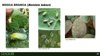 43
Fonte: researchgate, 2022. Fonte: researchgate, 2022.
Fonte: EMBRAPA, 2022.
MOSCA BRANCA (Bemisia tabaci)
 