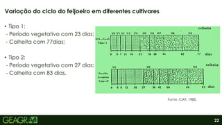 22
• Tipo 1:
- Período vegetativo com 23 dias;
- Colheita com 77dias;
• Tipo 2:
- Período vegetativo com 27 dias;
- Colheita com 83 dias.
Variação do ciclo do feijoeiro em diferentes cultivares
Fonte: CIAT, 1985.
 