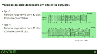 23
• Tipo 3:
- Período vegetativo com 30 dias;
- Colheita com 91dias;
• Tipo 4:
- Período vegetativo com 35 dias;
- Colheita com 98 dias.
Variação do ciclo do feijoeiro em diferentes cultivares
Fonte: CIAT, 1985.
 