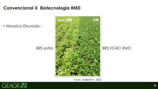 9
• Mosaico Dourado :
BRS estilo BRS FC401 RMD
Convencional X Biotecnologia RMD
Fonte : EMBRAPA , 2022.
 