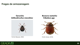 30
Pragas de armazenagem
Caruncho
Callosobruchus maculatus
Besouro castanho
Tribolium spp.
Fonte: Bequisa, 2022. Fonte: Senar, 2018.
 