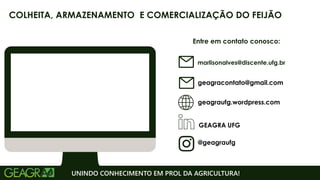 Entre em contato conosco:
geagraufg.wordpress.com
geagracontato@gmail.com
GEAGRA UFG
@geagraufg
UNINDO CONHECIMENTO EM PROL DA AGRICULTURA!
COLHEITA, ARMAZENAMENTO E COMERCIALIZAÇÃO DO FEIJÃO
marlisonalves@discente.ufg.br
 