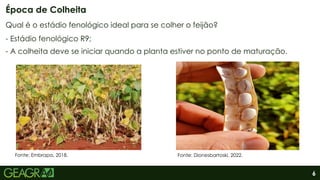 6
Qual é o estádio fenológico ideal para se colher o feijão?
- Estádio fenológico R9;
- A colheita deve se iniciar quando a planta estiver no ponto de maturação.
Época de Colheita
Fonte: Embrapa, 2018. Fonte: Dionesbartoski, 2022.
 