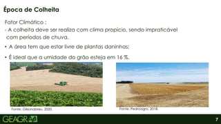 7
Fator Climático :
- A colheita deve ser realiza com clima propício, sendo impraticável
com períodos de chuva.
• A área tem que estar livre de plantas daninhas;
• É ideal que a umidade do grão esteja em 16 %.
Época de Colheita
Fonte: Gilsonabreu, 2020. Fonte: Pedroagro, 2018.
 