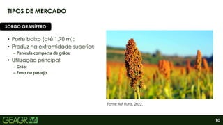10
TIPOS DE MERCADO
• Porte baixo (até 1,70 m);
• Produz na extremidade superior;
– Panícula compacta de grãos;
• Utilização principal:
– Grão;
– Feno ou pastejo.
SORGO GRANÍFERO
Fonte: MF Rural, 2022.
 