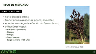 11
TIPOS DE MERCADO
• Porte alto (até 2,0 m);
• Produz panículas abertas, poucas sementes;
• Adaptado ao Agreste e Sertão do Pernambuco;
• Utilização principal:
– Forragem (>produção);
– Silagem;
– Pastejo;
– Sorgo sacarino;
– Sorgo boliviano (>100 t/ha).
SORGO FORRAGEIRO
Fonte: Almanaque, 2022.
 