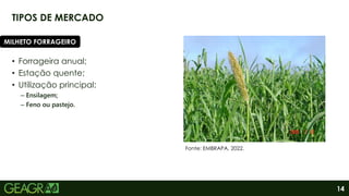 14
TIPOS DE MERCADO
• Forrageira anual;
• Estação quente;
• Utilização principal:
– Ensilagem;
– Feno ou pastejo.
MILHETO FORRAGEIRO
Fonte: EMBRAPA, 2022.
 