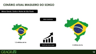 18
CENÁRIO ATUAL BRASILEIRO DO SORGO
Minas Gerais, Goiás e Norte de São Paulo
13,6% em cinco anos
1,2 milhões de ha
2 milhões de ha
ÁREA PLANTADA
 