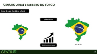 19
CENÁRIO ATUAL BRASILEIRO DO SORGO
Mato Grosso, Rondônia e Pará
32,3% em cinco anos 603 mil ha
ÁREA PLANTADA
 