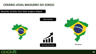 20
CENÁRIO ATUAL BRASILEIRO DO SORGO
Maranhão, Tocantins, Piauí, Bahia, Sergipe e Alagoas
35,1% em cinco anos 935 mil ha
ÁREA PLANTADA
 